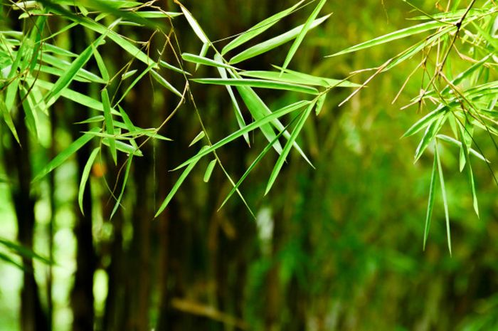 manfaat daun bambu untuk kesehatan