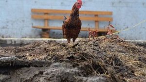 Cara Mengolah Kotoran Ayam Menjadi Pupuk
