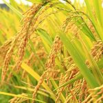 cara menanam padi dengan cepat