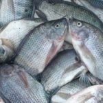 Tips Budidaya Ikan Nila