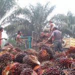 cara membuat minyak makan dari kelapa sawit