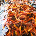 Cara Budidaya Ikan Nila di Kolam Terpal