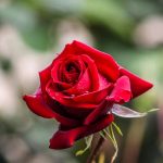 Jenis-Jenis Bunga Mawar