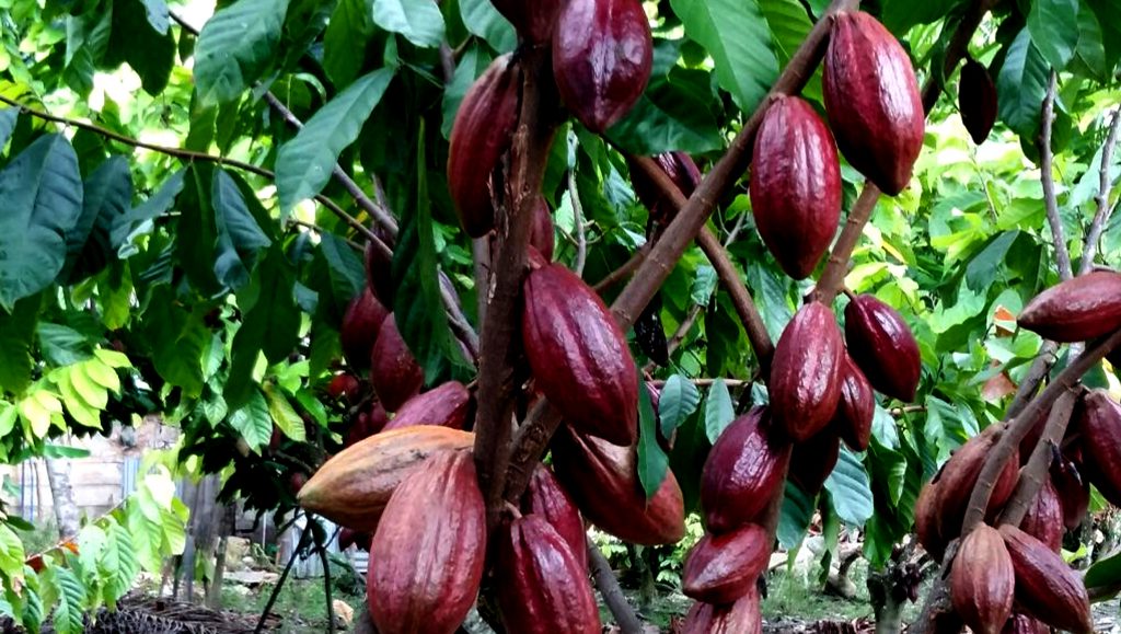 Fakta Tentang Pohon Kakao